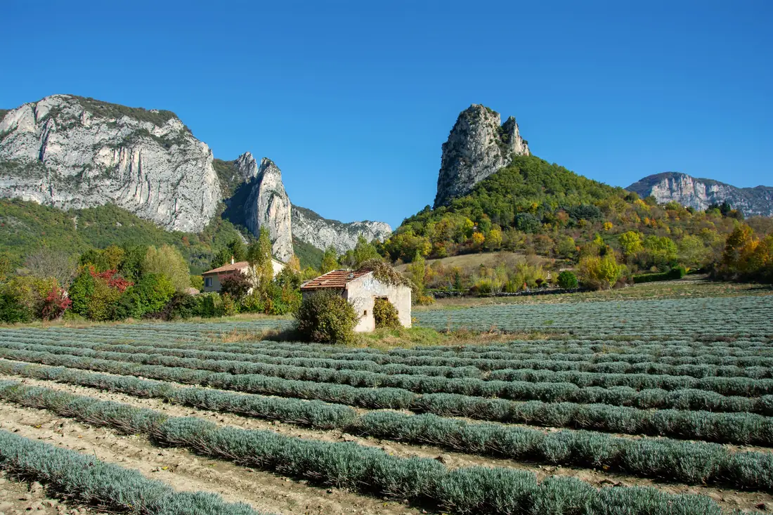 Rangs de lavande au pied des Trois Becs, à Saoû